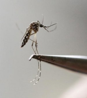 Aedes aegypti: 885 cidades estão em situação de alerta ou risco de surto