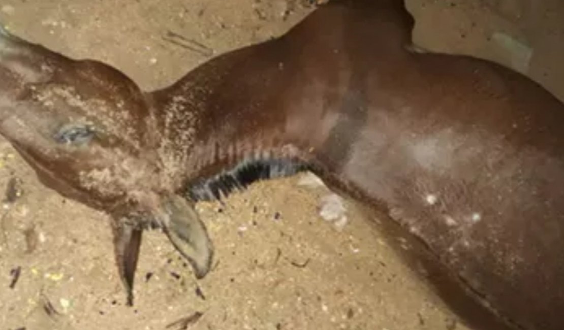Animal morre após ser atingido por raio no Sertão alagoano