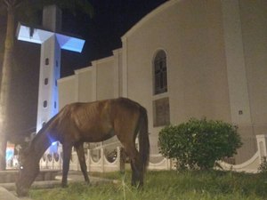 [Vídeo] Cavalo pasta em local considerado cartão postal da cidade de Arapiraca