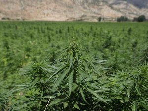 Plantio de maconha para fins medicinais tem parecer favorável na Câmara