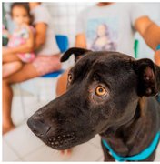 Secretaria de Estado da Cidadania ressalta cuidados com cães e gatos em períodos chuvosos
