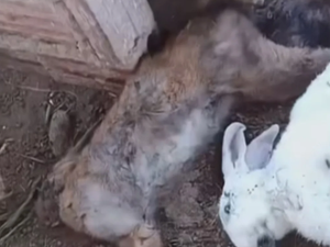 Criadores de coelhos se intrigam após animais aparecerem mortos e sem sangue no interior de Alagoas