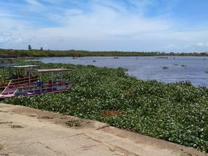 Baronesas infestam rio Manguaba e dificultam tráfego aquaviário