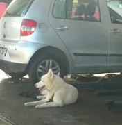 [Vídeo] Funcionário de oficina resgata cachorro na Av. Juca Sampaio