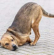 Cachorra vira-lata tem patas decepadas por bandidos