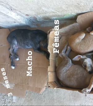 Moradora de Arapiraca pede ajuda para doar filhotes de cachorro abandonados