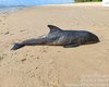 Filhote de golfinho é encontrado morto na Praia de Ipioca, em Maceió