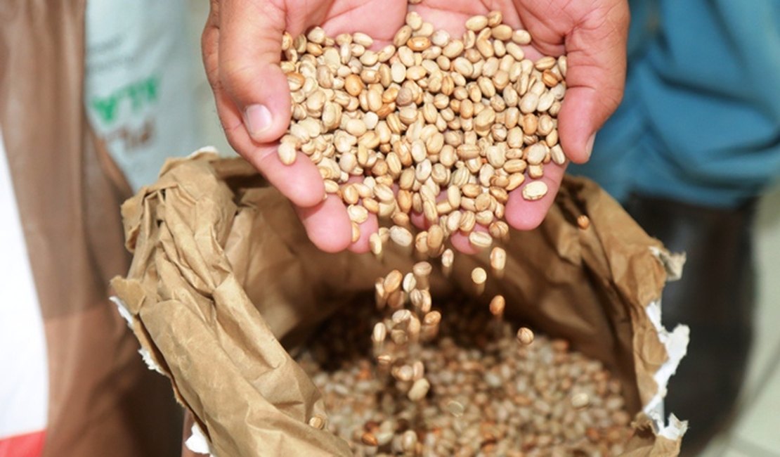Em Penedo: Planta Alagoas abre cadastro do programa de distribuição gratuita de sementes
