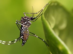 Prefeitura de Arapiraca divulga bairros com mais incidência de casos de dengue