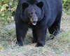 Homem de 70 anos é decapitado após ataque de urso no Japão