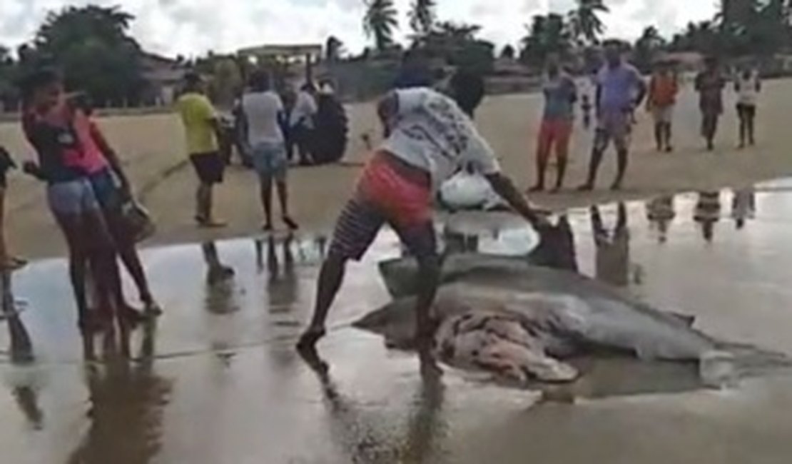 {Vídeo}Tubarões são capturados por pescadores no Pontal do Peba