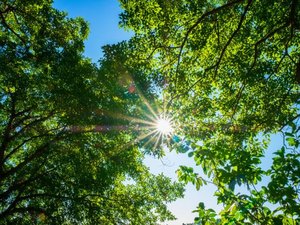 Maceió + Verde vai plantar 100 mudas da Mata Atlântica pela capital