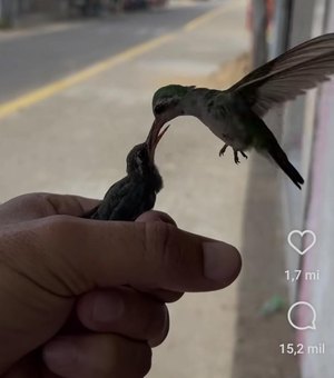 [Vídeo] Beija-flor é resgatado por homem e ave se apega ao novo ‘tutor’