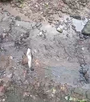 IMA investiga aparição de peixes mortos no Rio Mundaú