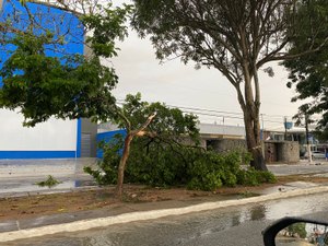 Avenida Ceci Cunha tem uma das faixas interditada por queda de árvore