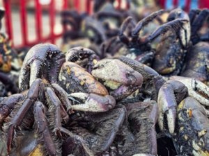 Operação resgata 700 aves e caranguejos mantidos e vendidos ilegalmente em Arapiraca