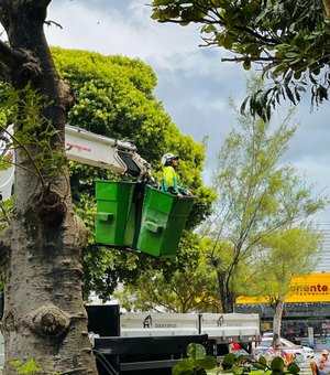 Prefeitura de Maceió intensifica poda de árvores durante período chuvoso