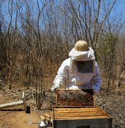 Produção de mel gera desenvolvimento e renda para famílias do semiárido