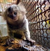 IMA e Sesau alertam sobre risco do contato humano com saguis