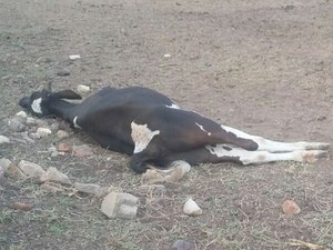Após denúncia do 7 Segundos, Adeal investiga morte de animais no Agreste