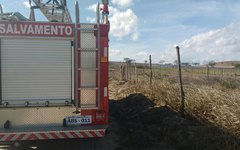 Vegetação pega fogo na AL-110 e incêndio assusta moradores da região