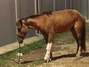 Cavalo fica gravemente ferido após acidente com carro no bairro Bom Sucesso