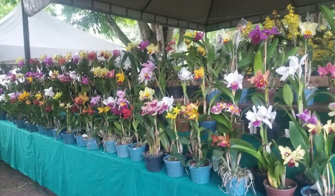 Exposição de orquídeas e bromélias acontece em Maceió