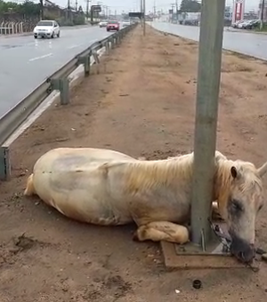 Descarga elétrica resultou na morte de cavalo na AL-220, em Arapiraca