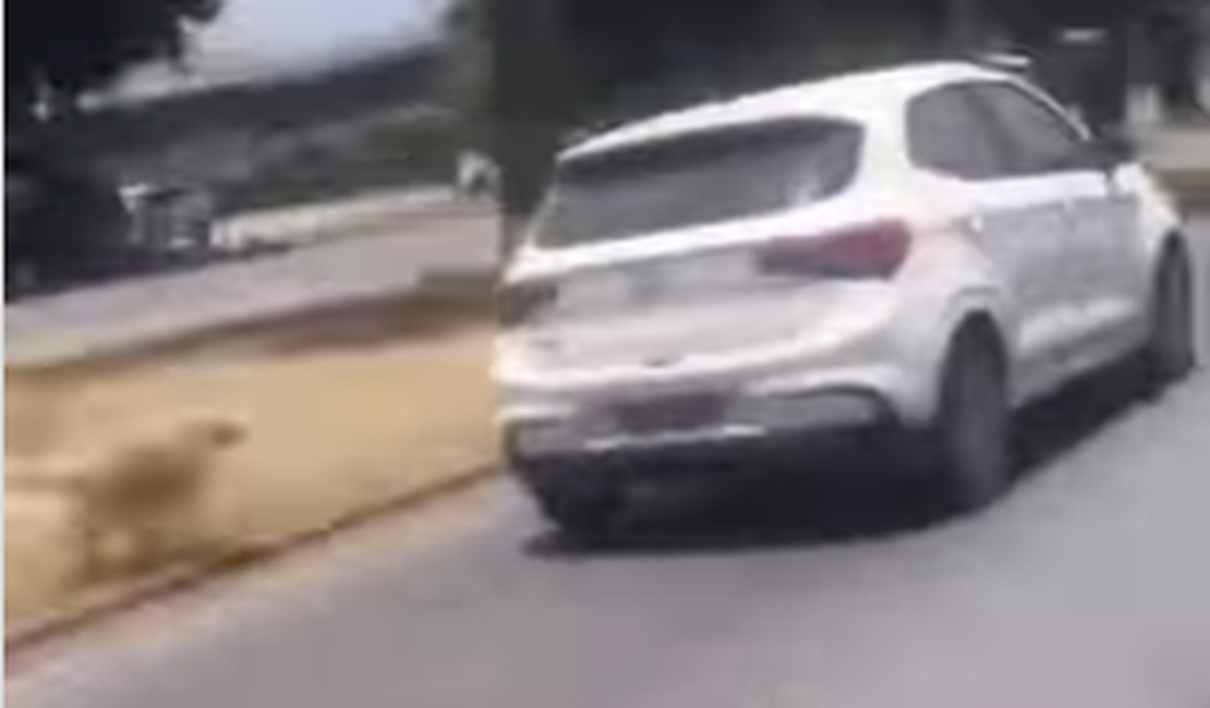 Cachorro é flagrado correndo atrás de carro após ser abandonado em Maceió