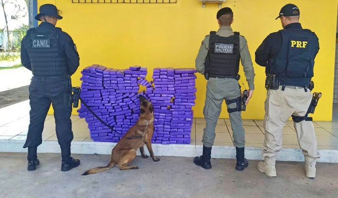 Operação conjunta da PRF com apoio do canil do 3⁰ Batalhão apreende aproximadamente 194 kg de maconha, em São Sebastião