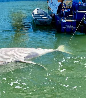 [Vídeo] Filhote de baleia-jubarte é encontrado morto no Porto de Maceió