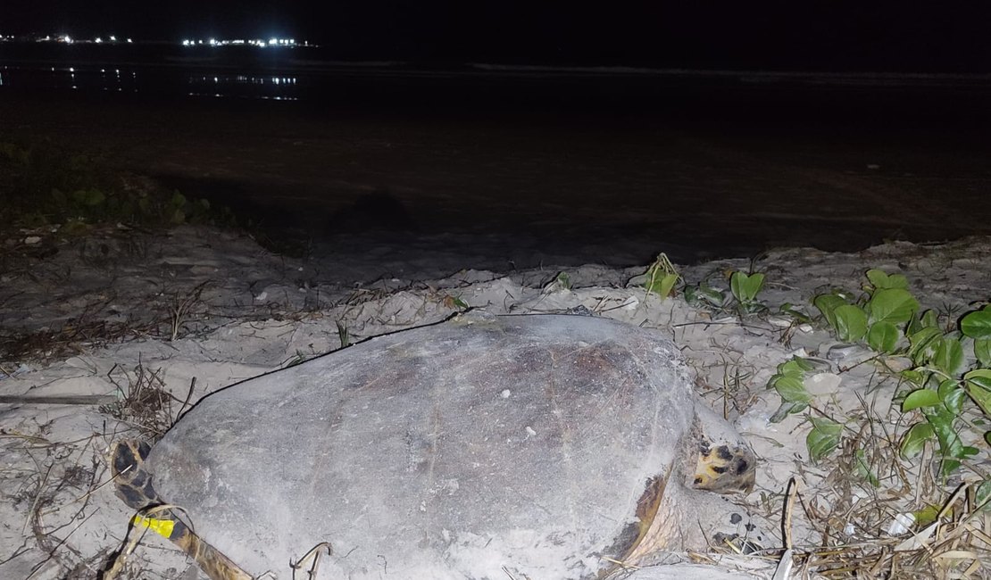 Tartaruga marinha desova na Praia da Avenida, em Maceió