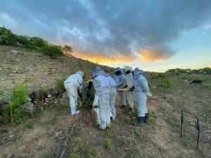 Apicultores assistidos pela Emater produzem mais de 17 toneladas de mel por ano