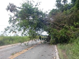 Árvore é atingida por raio, cai e esmaga bois em Palmeira dos Índios