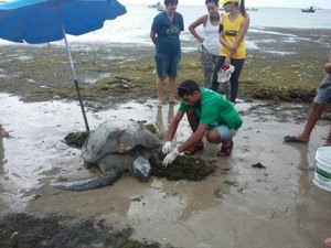 Tartaruga verde encalha na praia de Jatiúca, em Maceió