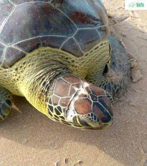 Tartaruga ferida é encontrada na praia da Jatiúca, em Maceió 