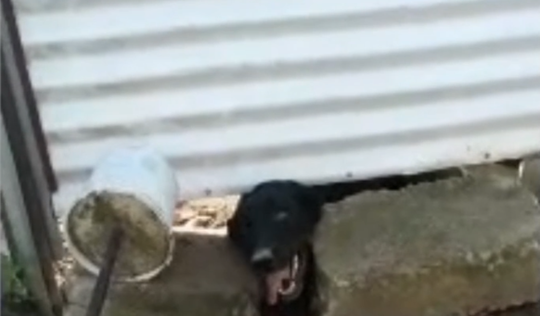 Vídeo que mostra cadela abandonada em Maceió causa comoção nas redes sociais