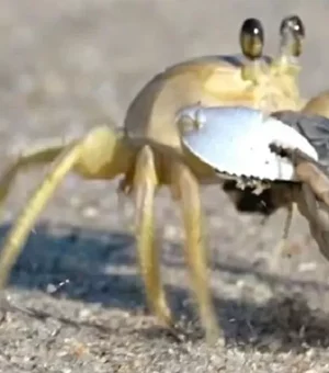 Vídeo impressionante mostra caranguejo atacando e carregando bebê tartaruga