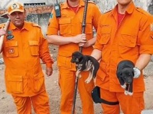 Bombeiros resgatam quase 600 animais em Alagoas no ano de 2019