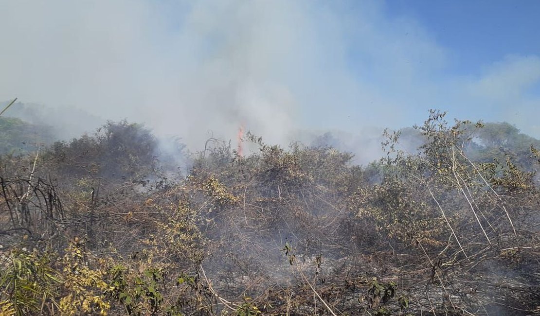 Incêndios no Pantanal motivam estado de emergência em 14 cidades em MS