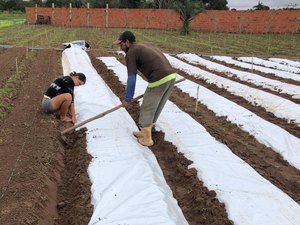 Agricultores de Arapiraca fazem experimento pioneiro de manta geossintética no cultivo de hortaliças