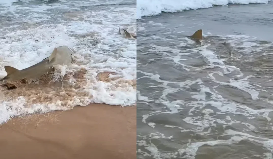 Praia com tubarões em Fernando de Noronha viraliza após ataques em PE