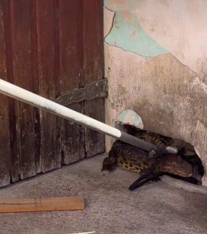 Jacaré invade 'casinha' de cachorro e assusta moradores em Arapiraca