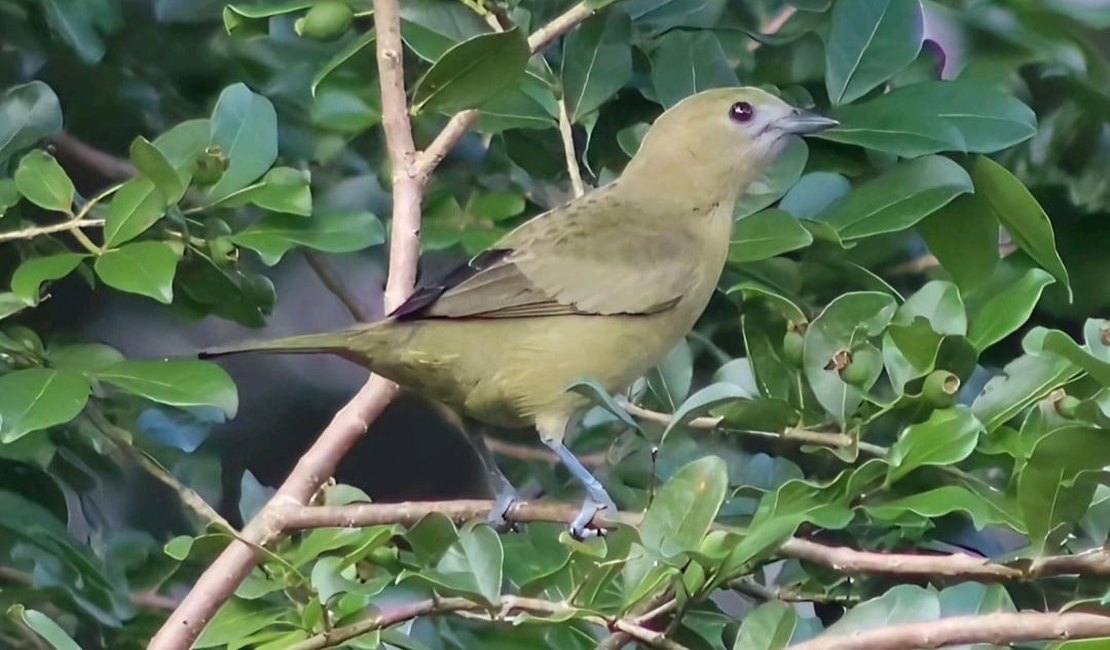 Exposição ‘Aves da Cidade’ mostra a diversidade de pássaros identificados em Arapiraca