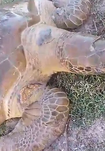 Tartaruga marinha com trauma na cabeça é encontrada às margens da Lagoa Mundaú