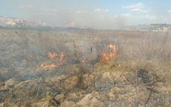 Incêndio em vegetação seca na AL-220