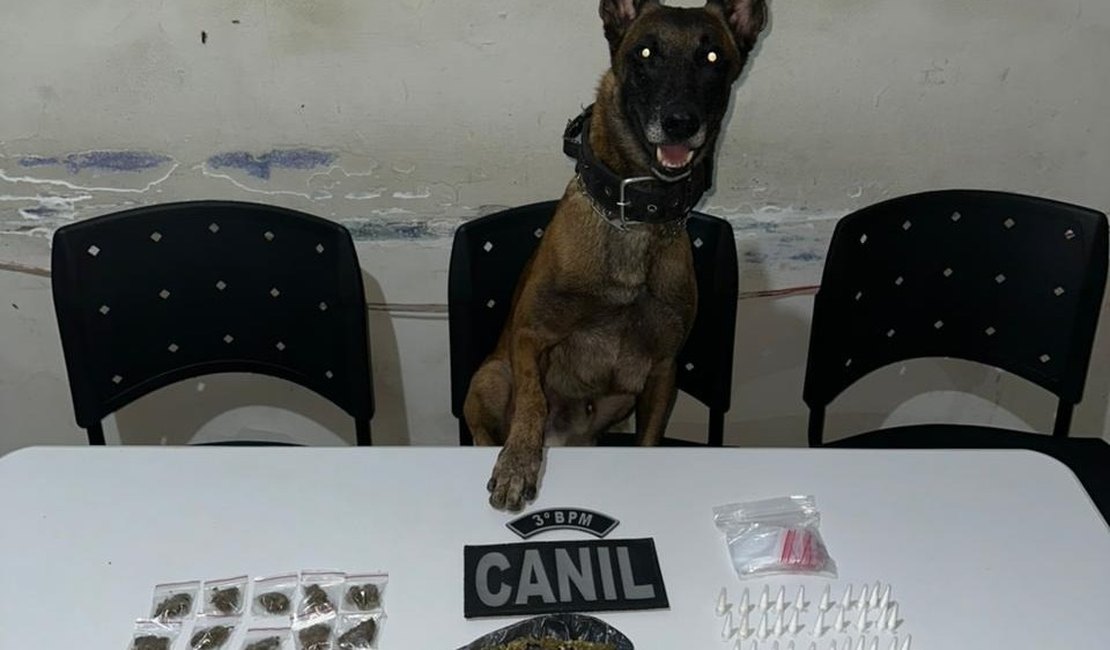 Cão farejador encontra drogas escondidas em tubulação e área de mata em Arapiraca