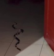 Moradores se assustam ao encontrar cobra dentro de casa na parte alta de Maceió