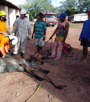 Boi é resgatado com vida após cair em poço na zona rural de Arapiraca.