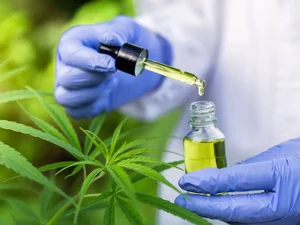 Associação arapiraquense conqusita autorização judicial para cultivar Cannabis medicinal